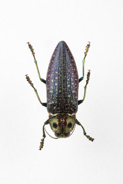 The mysterious world of insects

