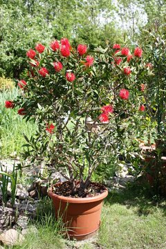 Callistemon, Bottlebrush flowers, a native plant of Australia in Germany