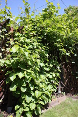 Kiwi plant with many flowers in the garden under blue sky Germany