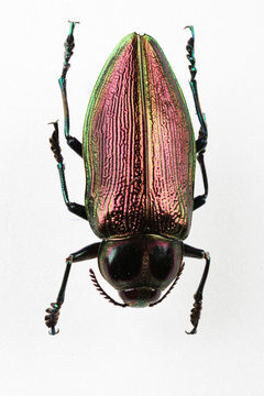 The mysterious world of insects
