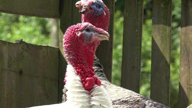 turkey looking in the nature