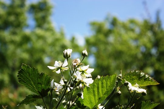 Raspberry plant with lots of white flowers in the garden under blue sky 