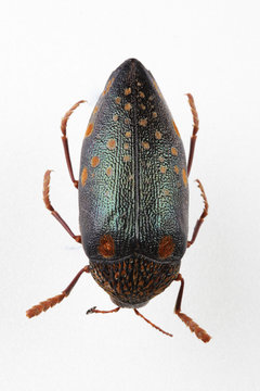 The mysterious world of insects
