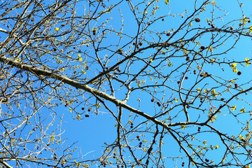 Flowering branches of tree over blue sky background