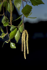 Obraz premium Birch Tree Leaves with Seed Capsule