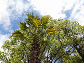 Palm trees in park