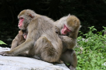 猿の毛づくろい