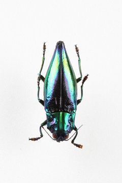 The mysterious world of insects
