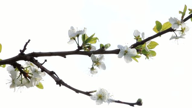 Blossoms on cherry tree in spring
