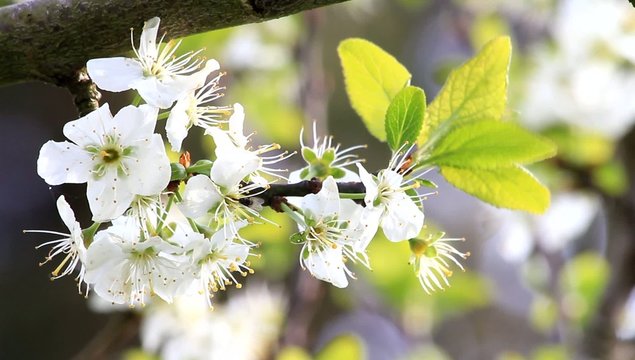 Bl&uuml;ten am  Kirschbaum im Fr&uuml;hling

