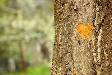 Heart carved in tree close-up