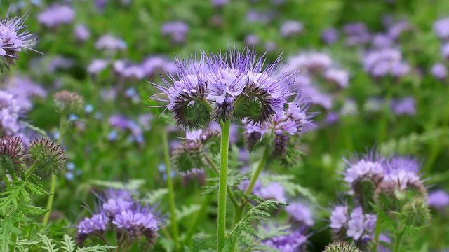 Phacelia