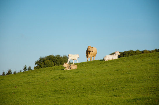 Campagne de Danc&eacute; (Loire - 42)