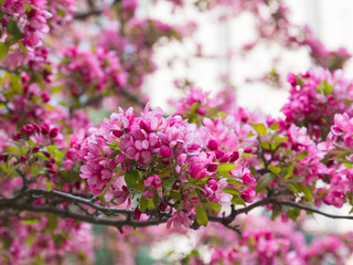 Crabapple Blossoms in the Spring