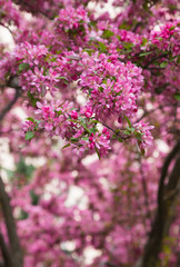 Crabapple Blossoms in the Spring
