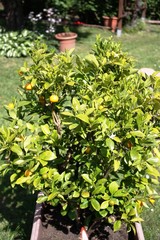 Kumquat tree with fruit and leaves in the garden