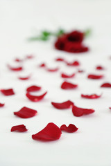 Red petals on bed, close up