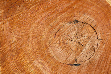 Close up cross section of tree trunk