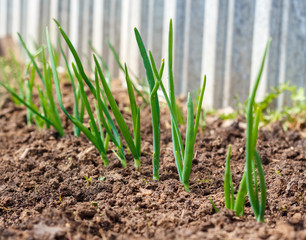 Onion (Allium)  growing in seedbed