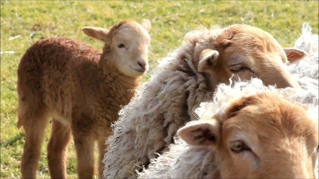 white brown sheep with lamb in springtime
