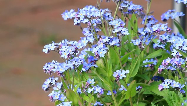 Vergissmeinnicht (Myosotis sylvatica)
