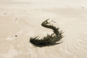 A piece of algae laying in the sand on the beach