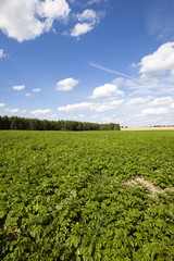 potato field  