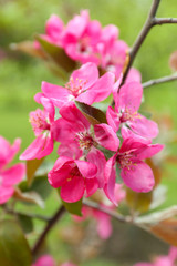 Fototapeta na wymiar Branch of flowering tree, closeup