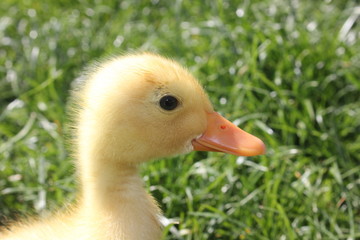 yellow baby duck
