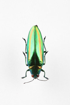 The mysterious world of insects
