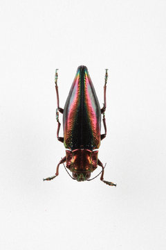 The mysterious world of insects
