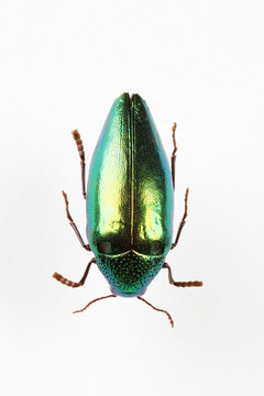 The mysterious world of insects
