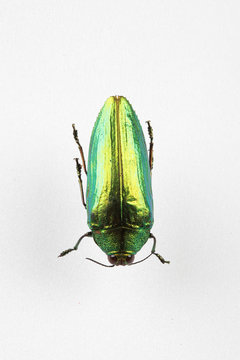The mysterious world of insects
