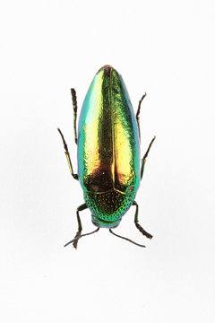 The mysterious world of insects
