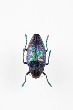 The mysterious world of insects
