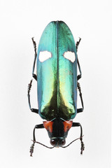 The mysterious world of insects
