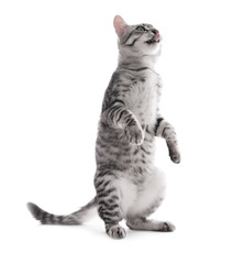 Fototapeta premium Beautiful cat isolated on white