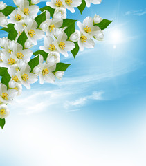 Fototapeta na wymiar branch of jasmine flowers on a background of blue sky with cloud