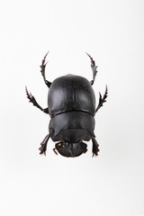 The mysterious world of insects
