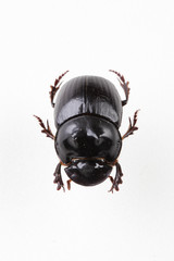 The mysterious world of insects

