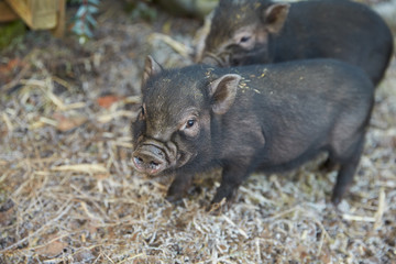 Two Pet Micro Pigs On Straw