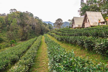 Fototapeta na wymiar Homes in tea plantation