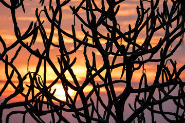 Sunset Abstract With Tree Branches