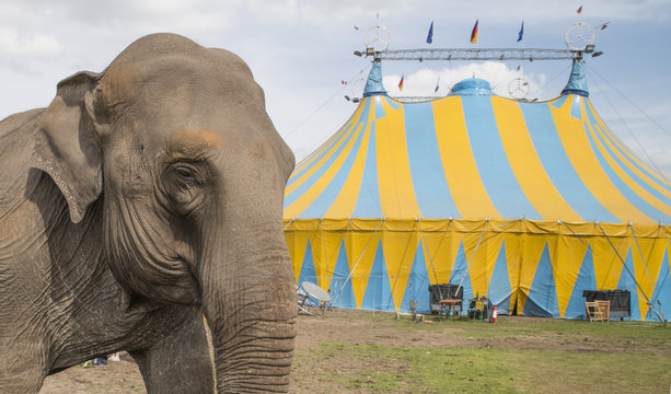 elephant outside circus