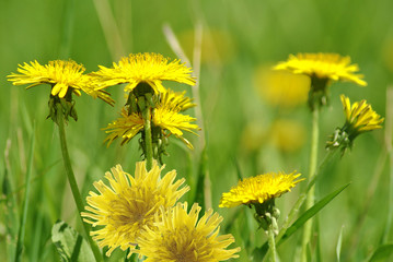 dandelions in the garden