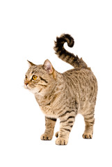 Adorable cat Scottish Straight 