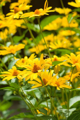 flowers in the garden closeup