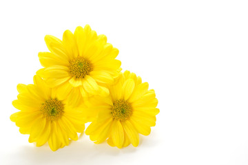 Yellow Chrysanthemum on white background