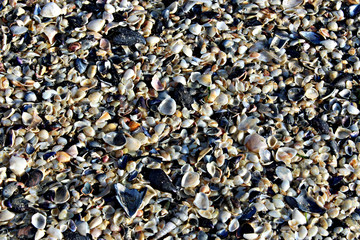 conchiglie seashell