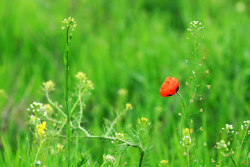 Beautiful poppy in green field